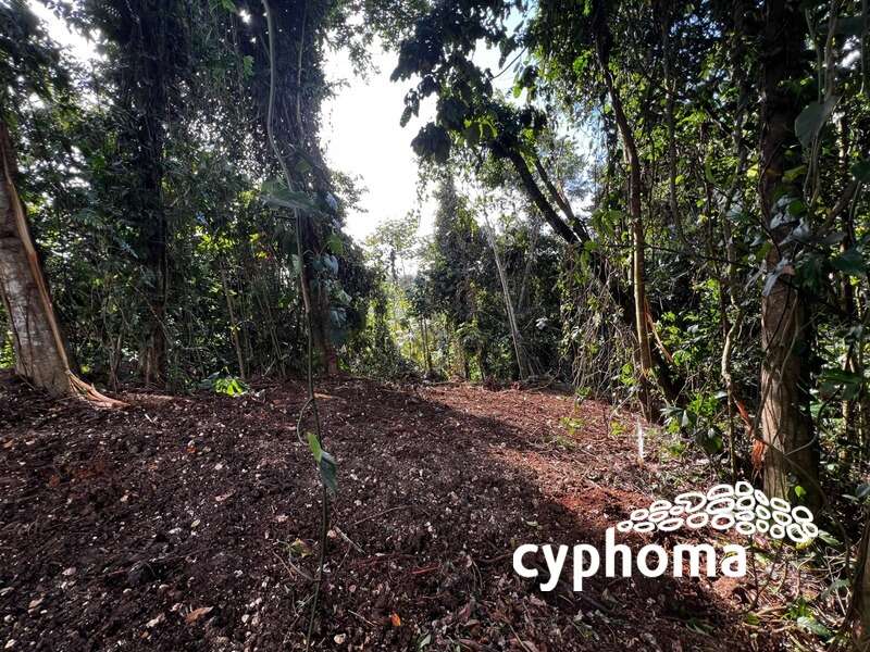 Magnifique terrain de 3 882 m² en pleine forêt tropicale en
