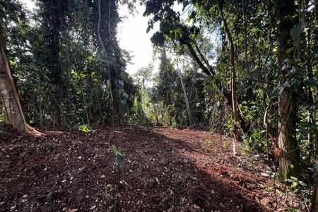 Magnifique terrain de 3 882 m² en pleine forêt tropicale en
