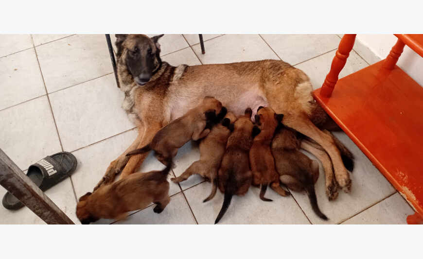 Vend chiot berger belge malinois