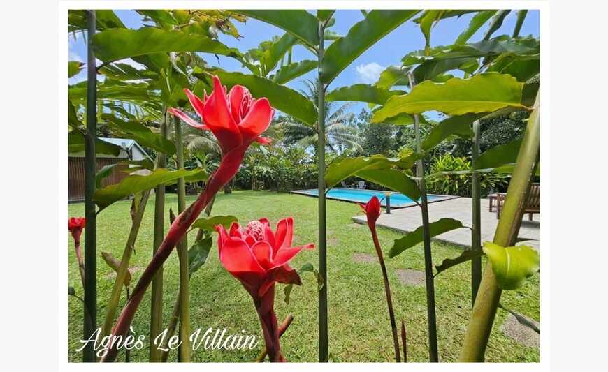 Villa Familiale avec Piscine + T2 + Bungalow sur 4 000 m2