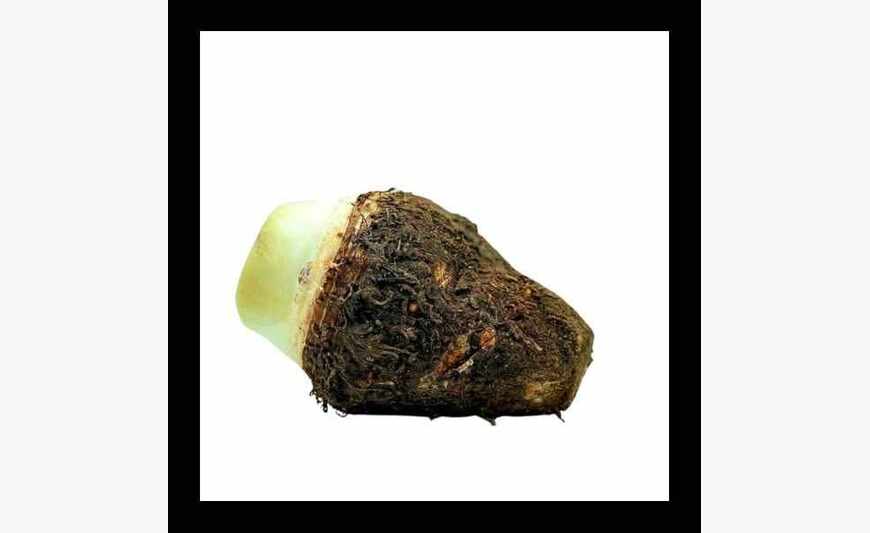 Dachine Morne rouge vendu uniquement à partir de 10kilos 2€60