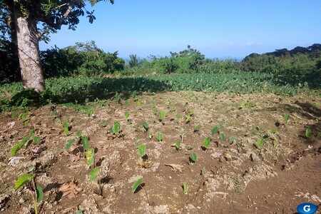 Terrain Constructible Basse-Pointe